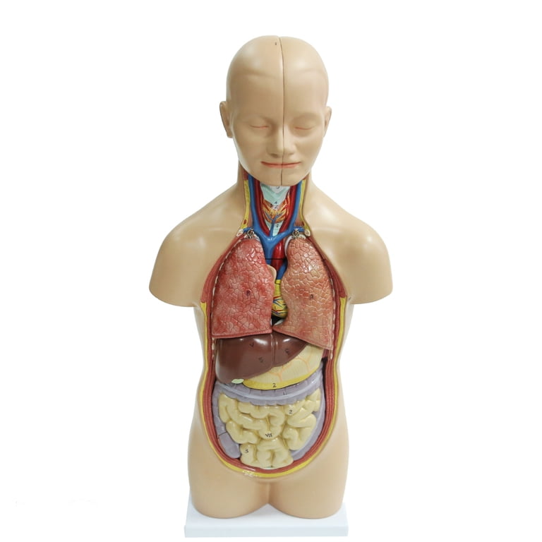 【人体模型】KIKKERLAND HUMAN TORSO Trademark Innovations 20 in 12-Piece Human Torso Model for Anatomy