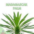 thumbnail image 2 of Madagascar Palm, Pachypodium Lamerei, in a 4 inch Pot, Large Pachy geayi Costantin & Bois, 2 of 9