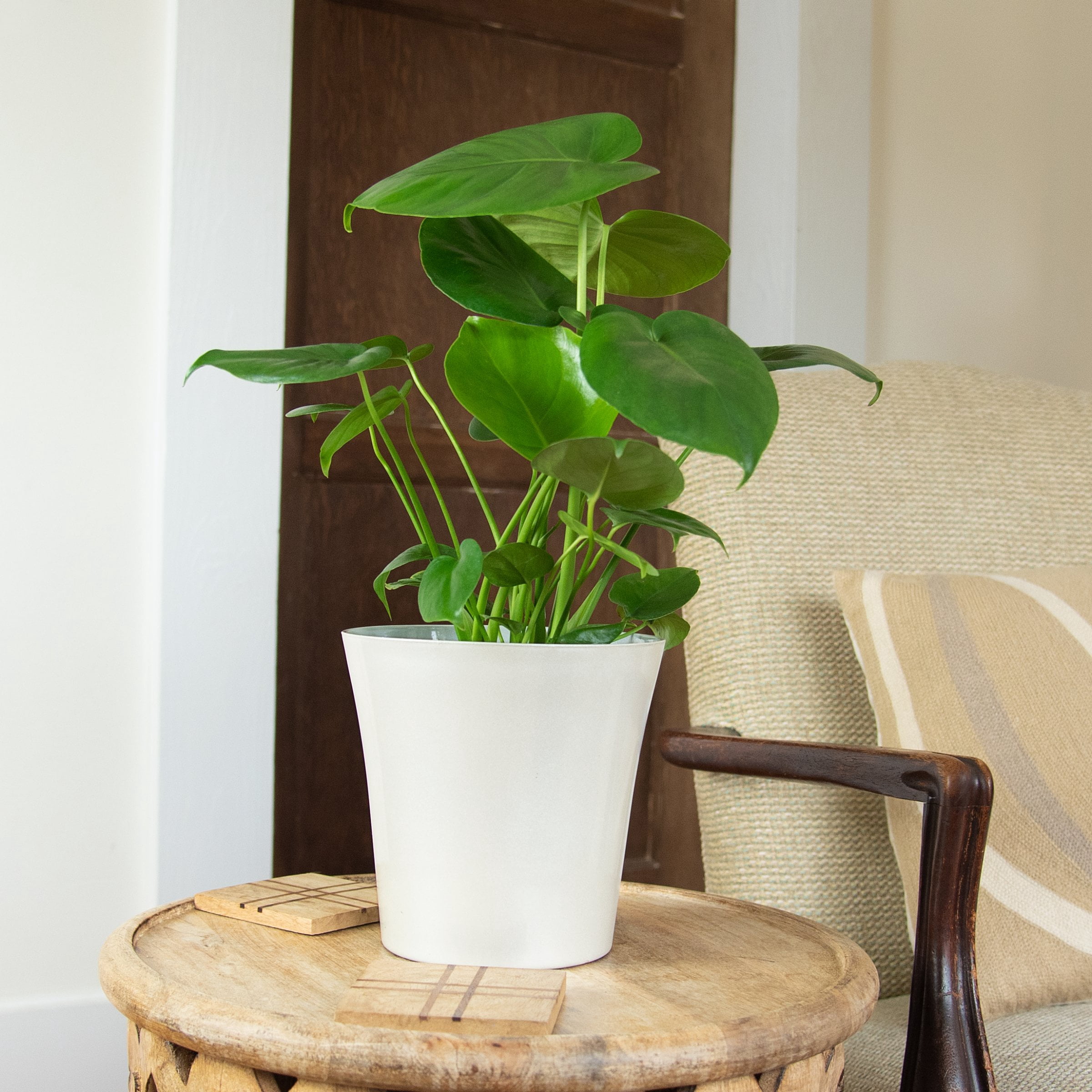 6 in. Monstera Deliciosa Plant in Grower Container