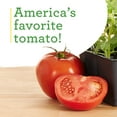 thumbnail image 5 of Bonnie Plants Better Boy Tomato 19.3 oz. 2-Pack, 5 of 12