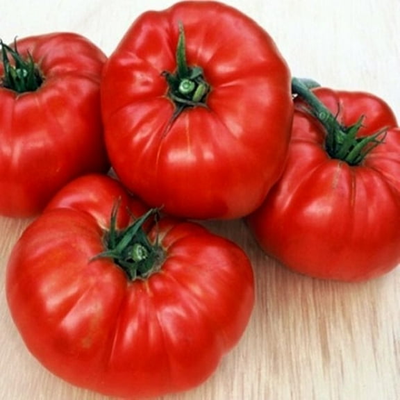 Giant Belgium Tomato Seeds. 100 Seeds. 1-2 Pound Fruit. 88 Days. Heirloom, Open Pollinated, Non-GMO. Beefsteak Style Slicing Tomato.