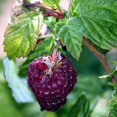 thumbnail image 4 of 3 Raspberry Plants Live, Sweet Raspberry Bush Live Plants, Well-Rooted 5-8 Inch Height, Raspberry Shrub Outdoor, No Pot (Glencoe Raspberry), 4 of 6