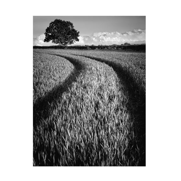 Trademark Fine Art Russell Jones Davies Tree at sunset Canvas Wall Art