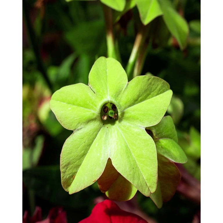 100 LIME GREEN NICOTIANA Alata Flowering Tobacco Seeds