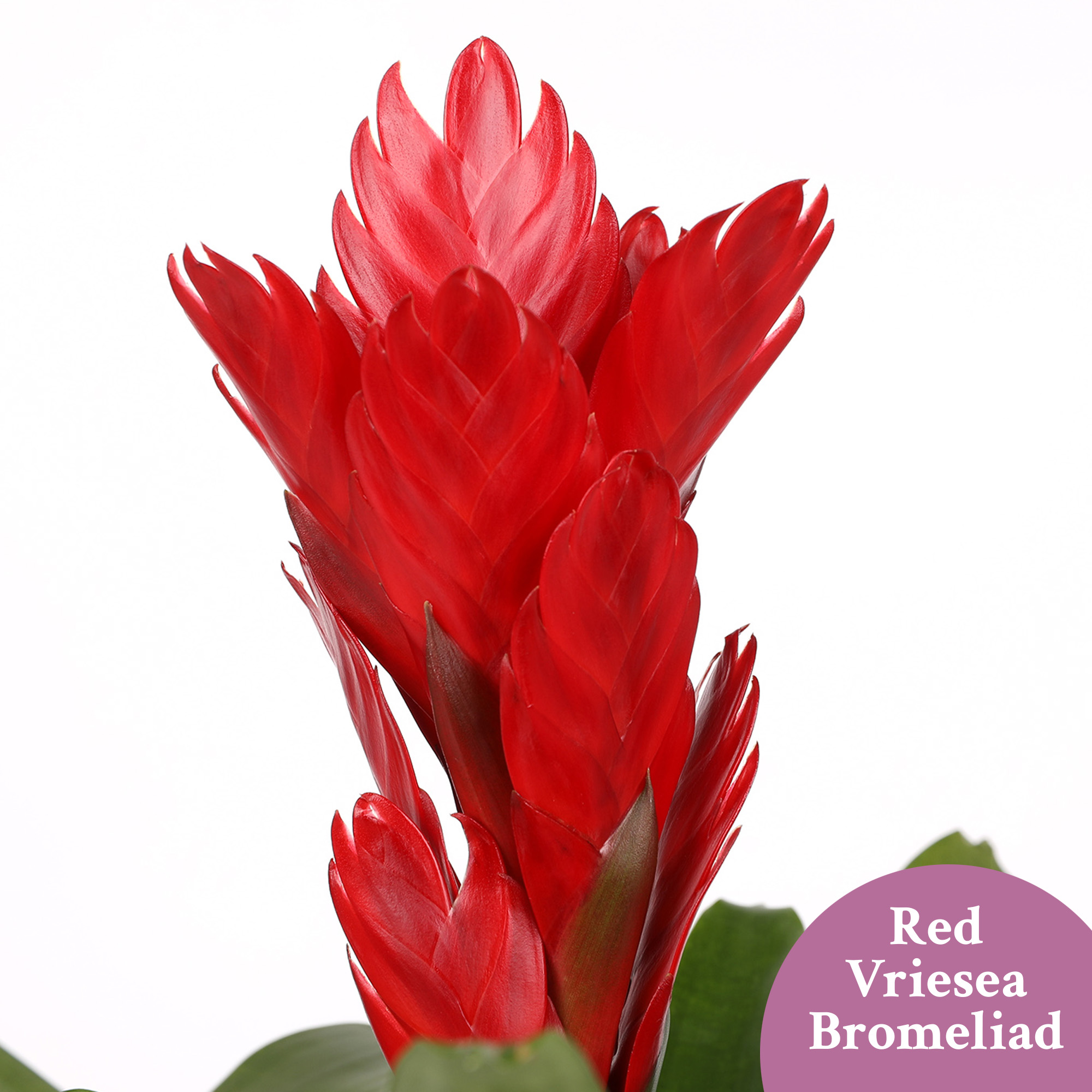 Just Add Ice 15" Tall Red Vriesea Bromeliad in 5" Red Ceramic Pot, Live Plant, Indirect Light, Indoor House Plant - image 3 of 5