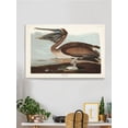 thumbnail image 2 of Brown Pelican Wrapped Canvas -John James Audubon Designs,, 2 of 3