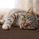 thumbnail image 3 of Alfombrilla para rascar gatos, almohadilla para rascar de sisal natural, alfombra antideslizante para rascar gatos, alfombra para dormir para garras de gato y protección de muebles, estilo 2, 3 of 5