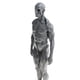 thumbnail image 5 of Modelo de anatomía masculina de 11 pulgadas, kit de estudio anatómico de músculos y esqueleto - Gris, 5 of 9
