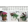 thumbnail image 4 of Bloem Terra Plant Saucer Tray 13 x 2.5 Plastic Round Peppercorn, 4 of 6