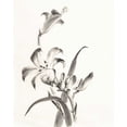 thumbnail image 2 of Paschke, Chris 26x31 White Modern Wood Framed Museum Art Print Titled - Sumi Daylily II, 2 of 4
