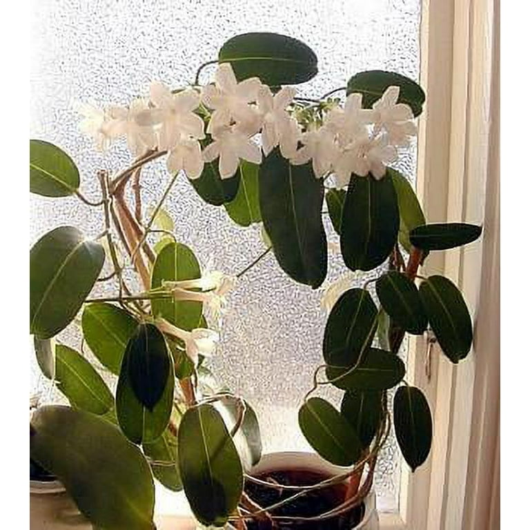 Madagascar Jasmine Plant - Stephanotis/Bridal Wreath - 4" pot - Walmart.com
