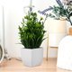 thumbnail image 1 of unbranded 2Ud Plantas Decorativas Artificiales En Maceta Con Para Cualquier Espacio, 1 of 6