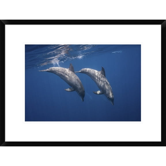 Global Gallery Barathieu Gabriel 'Two Bottlenose Dolphins' Framed Wall Art