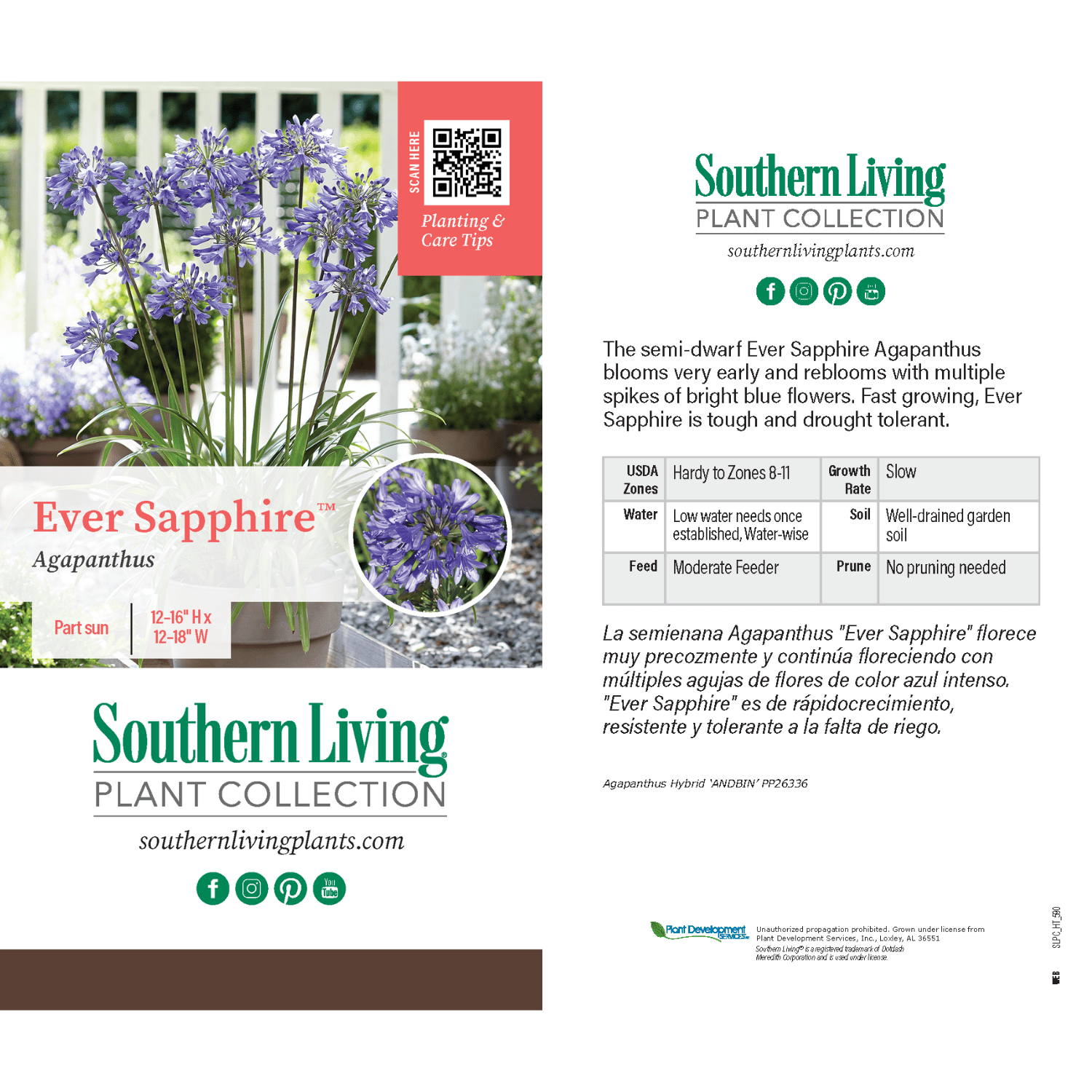 Southern Living Ever Sapphire Agapanthus 'Lily of the Nile' Live Shrub in 2.5-Quart Grower Pot