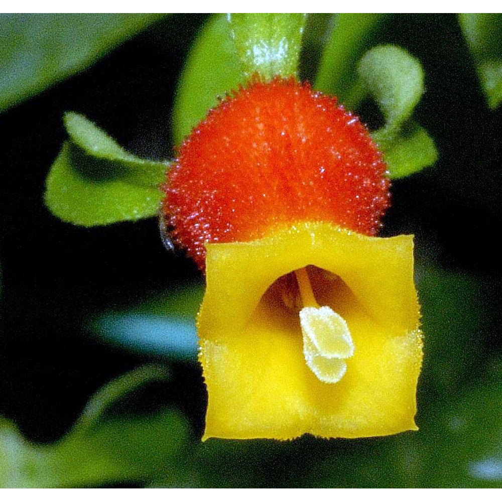 Candy Corn Plant Cuphea luteorubra 2.5" Pot Collector's