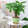 thumbnail image 6 of FIASON 5 Pack 6 Inch Green with Brown Self Watering Plant Pots, with Watering Lip, Drainage Holes & Removable Saucer, Small Planters for Indoor Outdoor Garden House Succulent Plants, 6 of 10