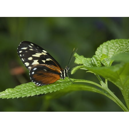 Fall Leaf Lights Butterfly On A Green Leaf Niagara Falls Ontario Canada Canvas Art - Philippe Widling Design Pics (18 x 13) ()