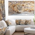 thumbnail image 1 of Solitary Lion Taking Rest in Forest - African Canvas Art Print, 1 of 3