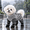 L, variant on Barkuna Rain Coat and Boots for Dogs, Fully Waterproof Fabric with a Non-slip Check Pattern, Integrated Traction for Easy on and Off, Easy to Care for and Machine Washable, Ideal for Dogs