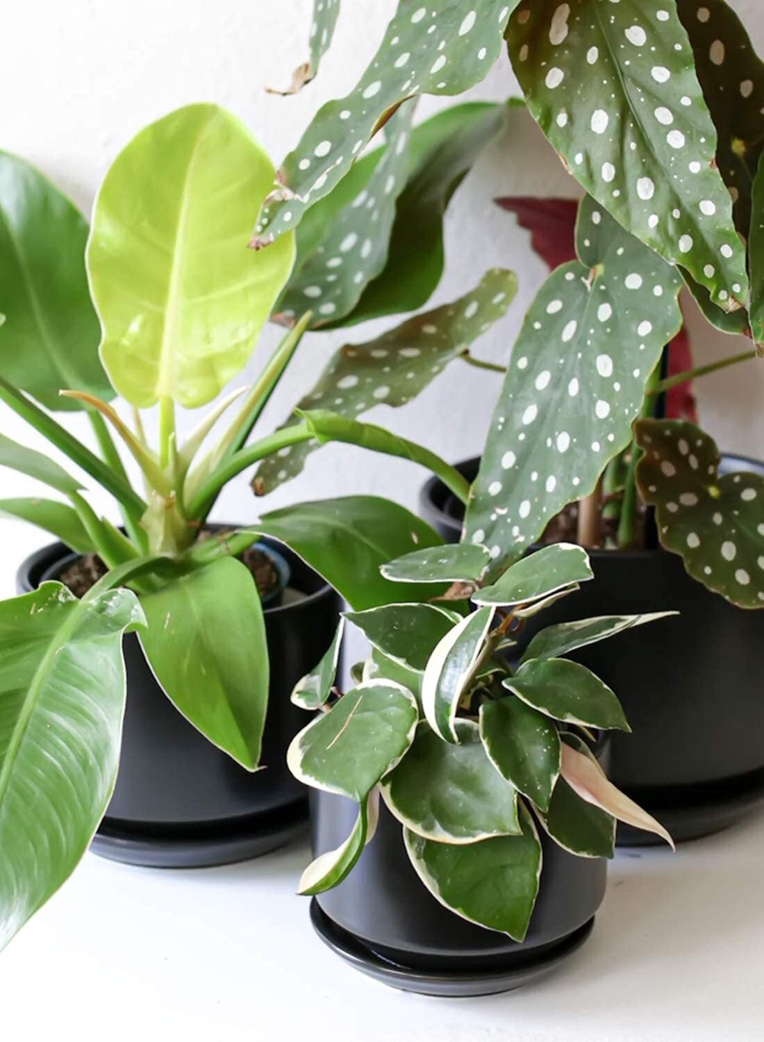 BEMAY Ceramic Plant Pots, 4"+5"+6.8" Flower Pots with Drainage Hole & Saucer, Pack of 3, Black