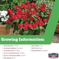 Harris Seeds Vinca Cora Red F1 Flower, Large Red Blooms, Glossy Green ...
