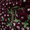C, variant on Rose, Low Maintenance - Easy Grow - Ideal for Beds Borders, Plant Pots & Planters