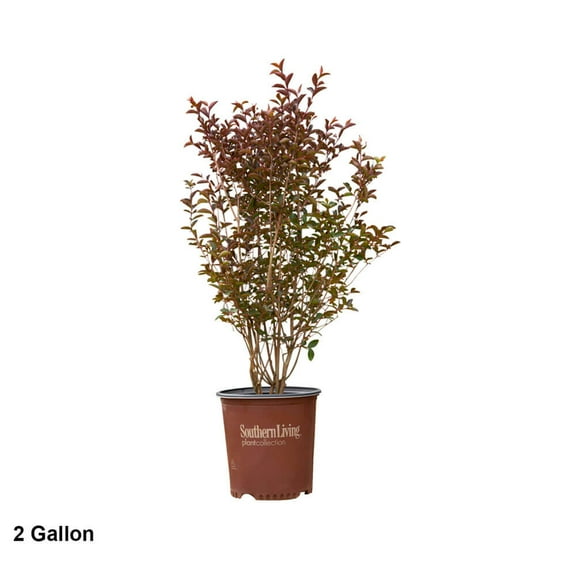 Southern Living Delta Moonlight Crapemyrtle Live Shrub in 2-Gallon Grower Pot