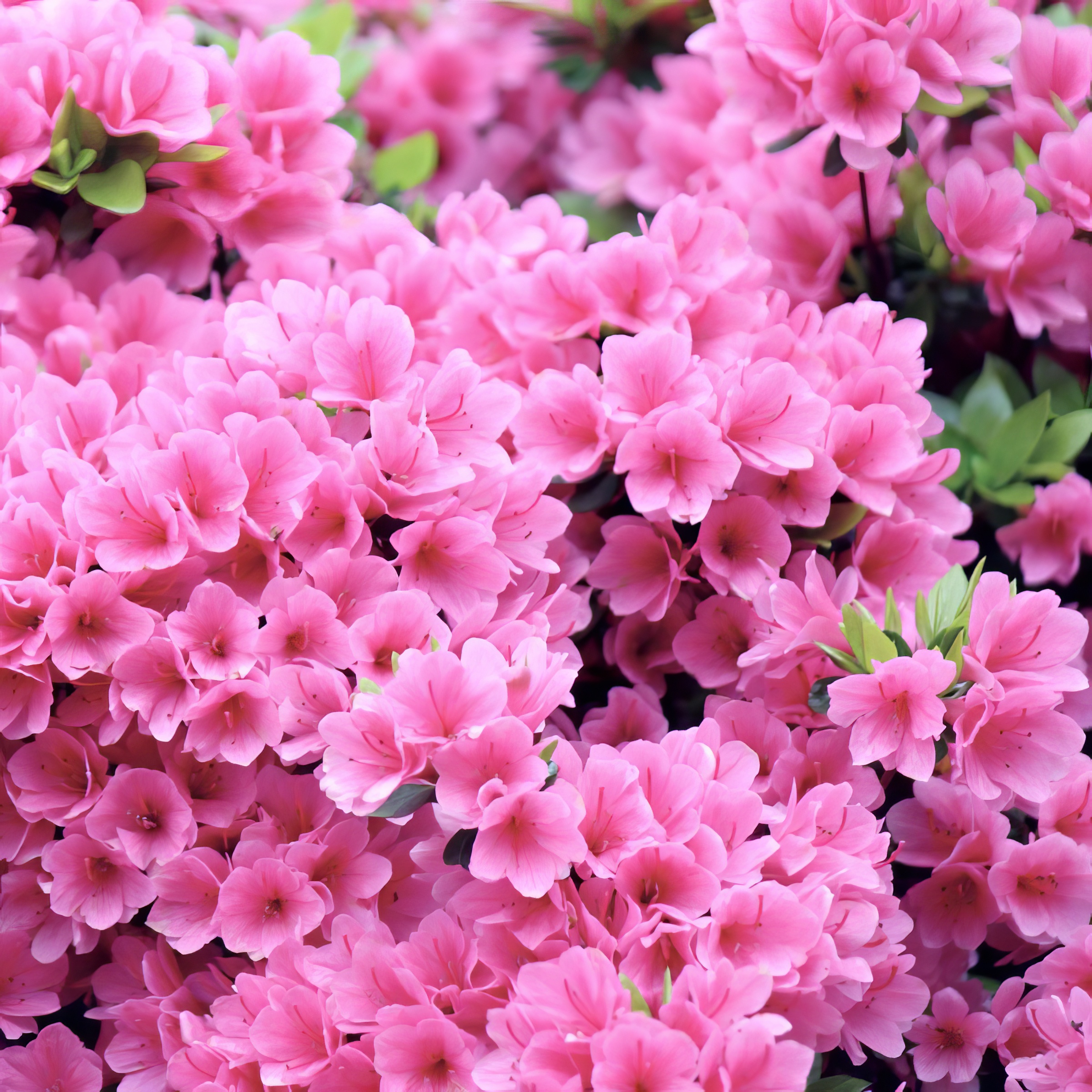Live Shrub 3 gal Azalea 'Pink Ruffles' with Partial Sunlight
