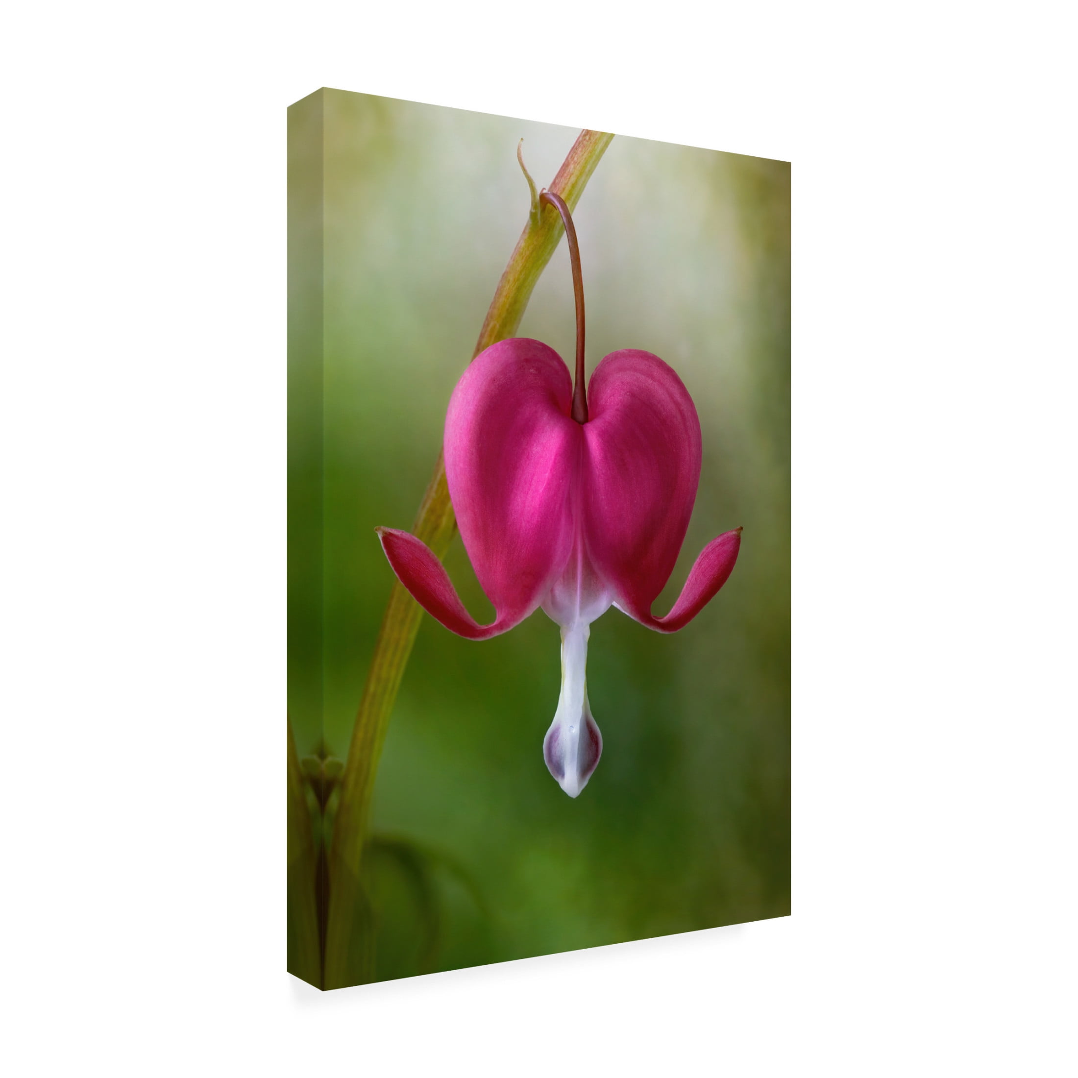 Canvas Wall Art - Mandy Disher 'Bleeding Heart' Wall Art for Living Room, Bedroom, or Office Décor by Trademark Fine Art - 16 x 24 Inches