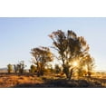 thumbnail image 2 of Jones, Adam 14x11 Black Ornate Wood Framed with Double Matting Museum Art Print Titled - Sunrise through cottonwood trees-Grand Teton National Park-Wyoming, 2 of 4
