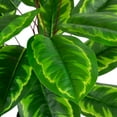 thumbnail image 6 of Northlight Two-Tone Calathea Artificial Potted Plant - 30", 6 of 6