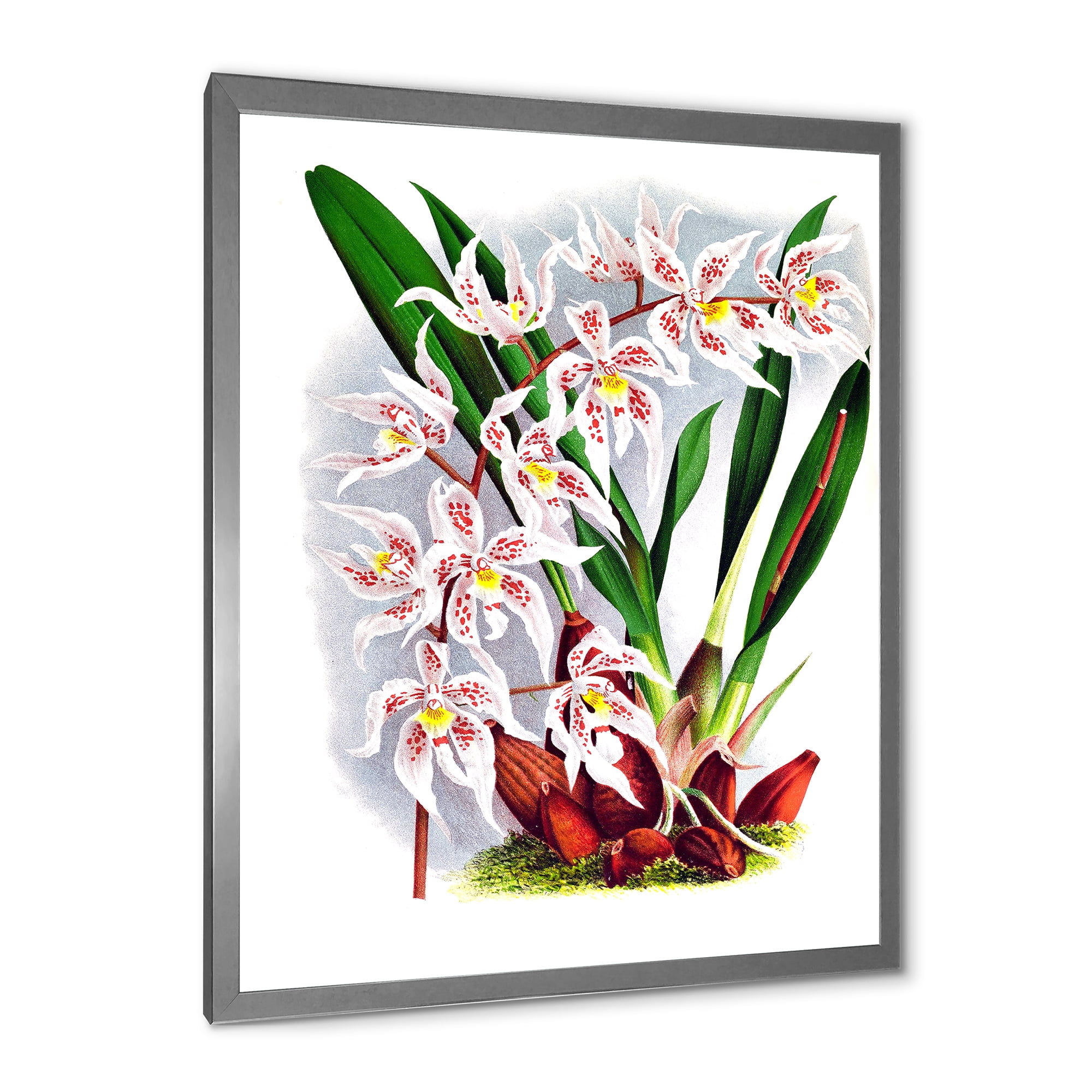 Designart 'White Vintage Orchid Flower II' Traditional Framed Art Print