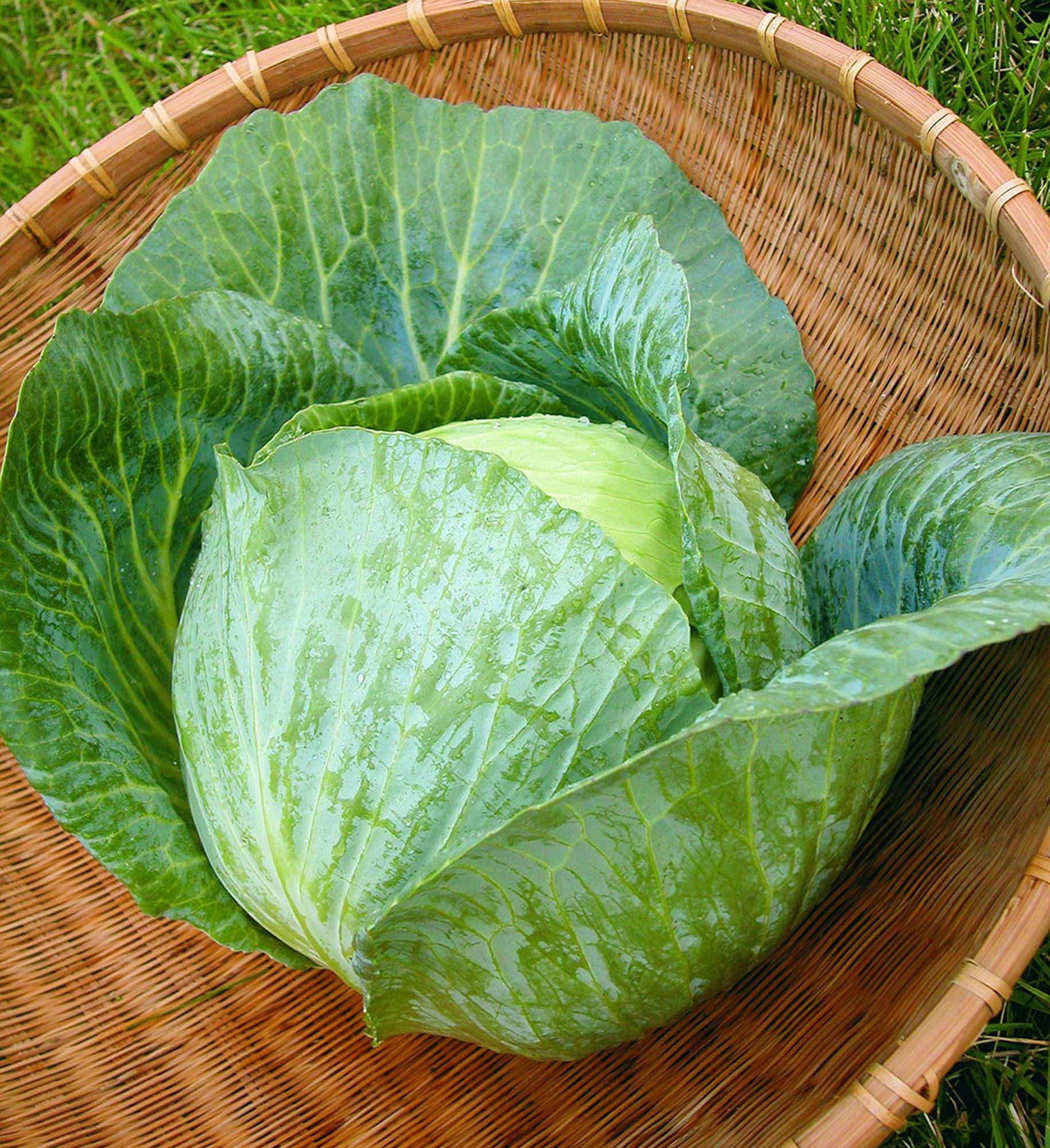 Bonnie Plants Bonnie Hybrid Cabbage 6-pack