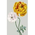 thumbnail image 4 of Vision Studio 16x24 Black Modern Wood Framed Wall Art Titled - Vintage Garden Varieties III, 4 of 6