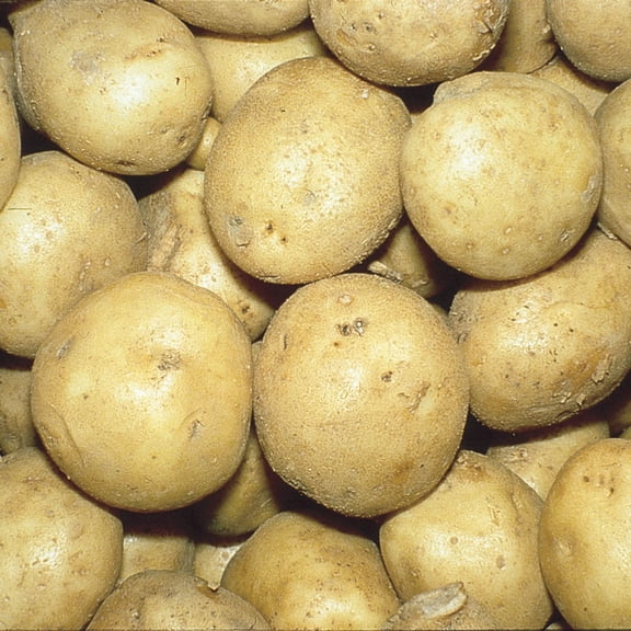 Kennebec Seed Potatoes, 2 lb bag per offer