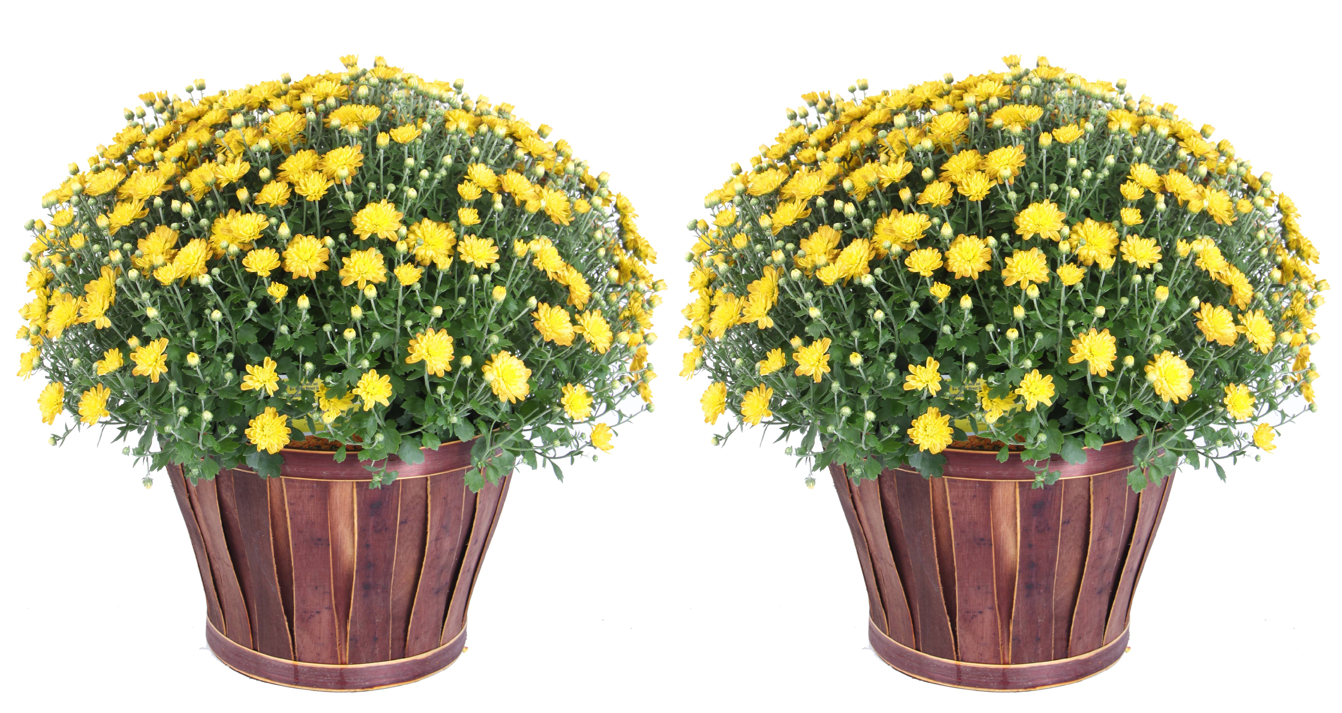 Delray Plants 3.0QTChrysanthemum ( Yellow flowers) in Bushel Basket