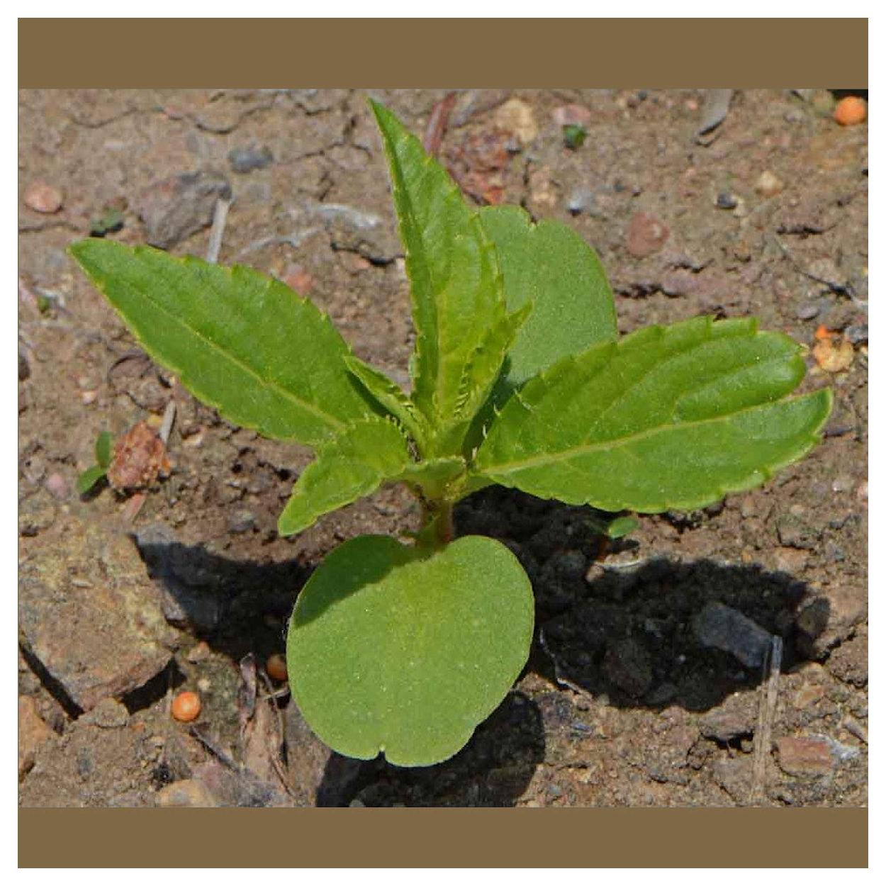 Everwilde Farms - 1 lb Camilia Flowered Mixed Balsam Garden Flower Seeds - Gold Vault Bulk Seed Packet