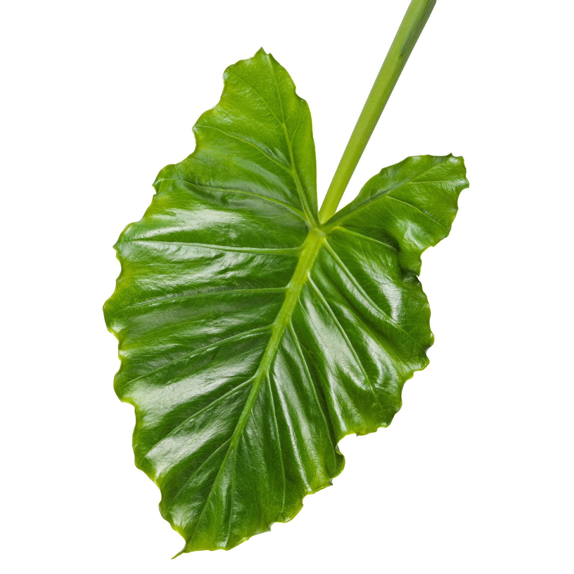 Proven Winners ColorChoice Emerald Isle Elephant Ear Live Shrub (2 Gallon)