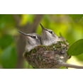 thumbnail image 2 of Talbot Frank, Christopher 18x13 White Modern Wood Framed Museum Art Print Titled - USA, California, Lakeside, Baby hummingbirds, 2 of 4
