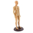 thumbnail image 2 of Acupuntura Humana y Moxibustión Modelo Femenino Juguetes de Zulema Figurilla de punto de acupuntura, 2 of 8