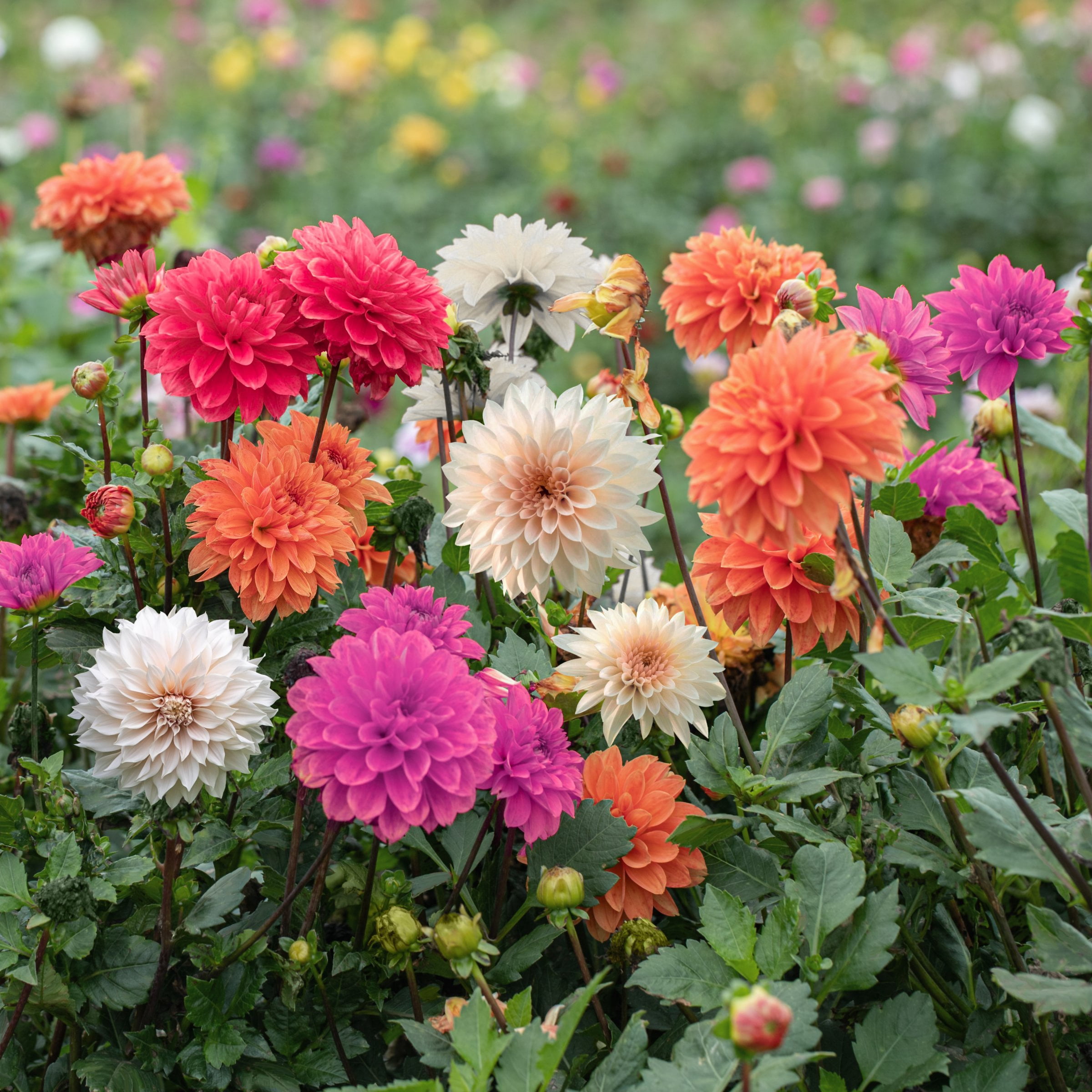 National Plant Network Dahlia Decorative Mixed Bulbs (10-Pack)