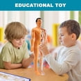 thumbnail image 5 of Modelo de AnatomíA del Cuerpo Humano 3D, Esqueleto de PláStico para NiñOs Juguete de Ayuda para el Aprendizaje Temprano, Juguetes Educativos, 5 of 5