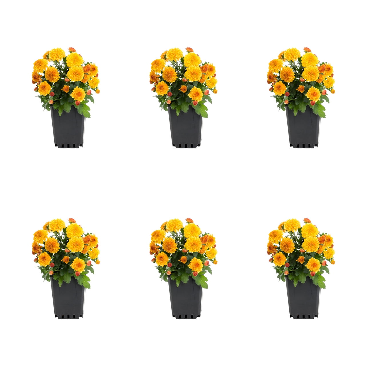 Expert Gardener 1PT Orange Mum Live Plants (6 Count) with Grower Pots