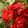 thumbnail image 3 of National Tree Artificial 32" Spring Flower Wreath, 3 of 4