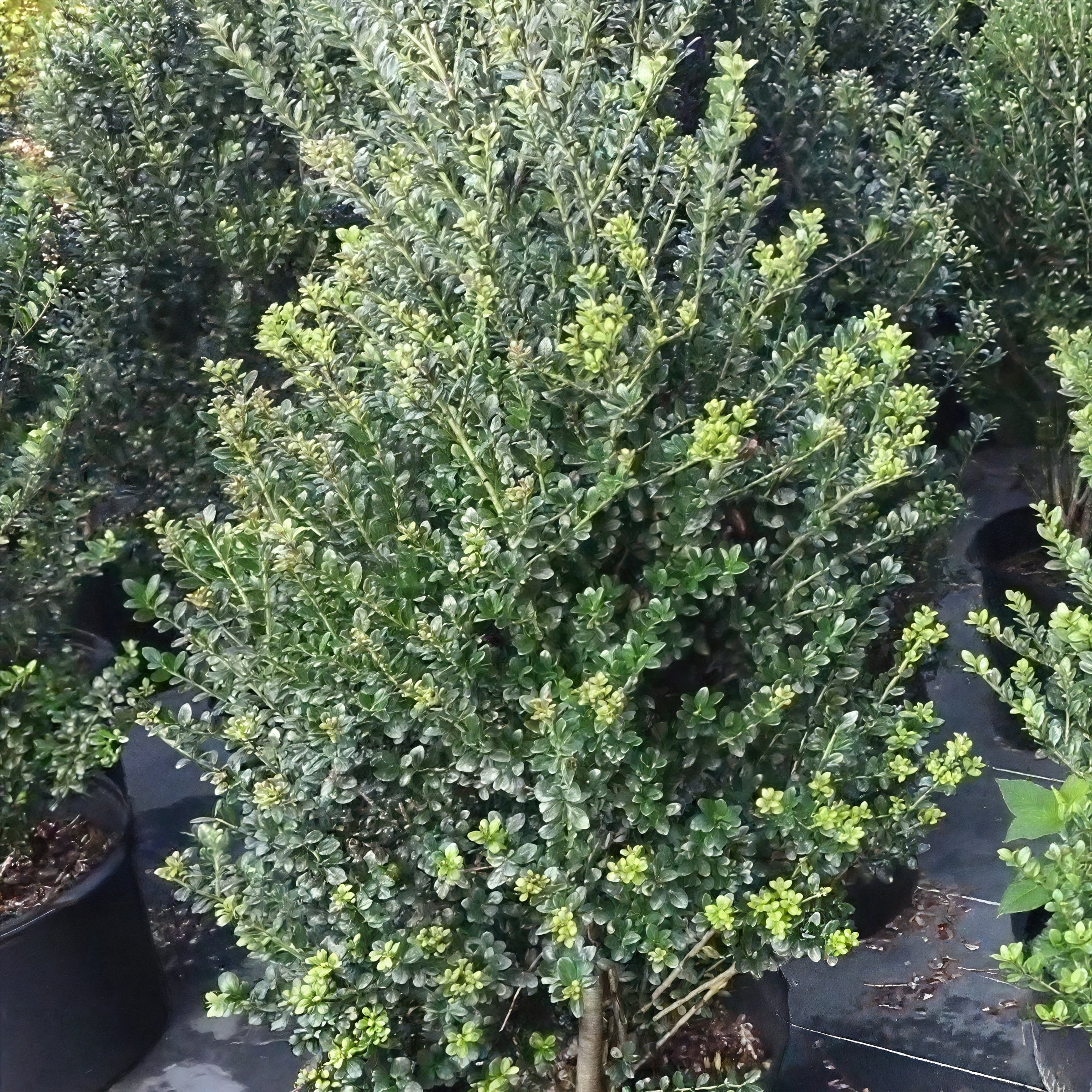 National Plant Network 3 gal. Ilex Steeds (Pyramid)