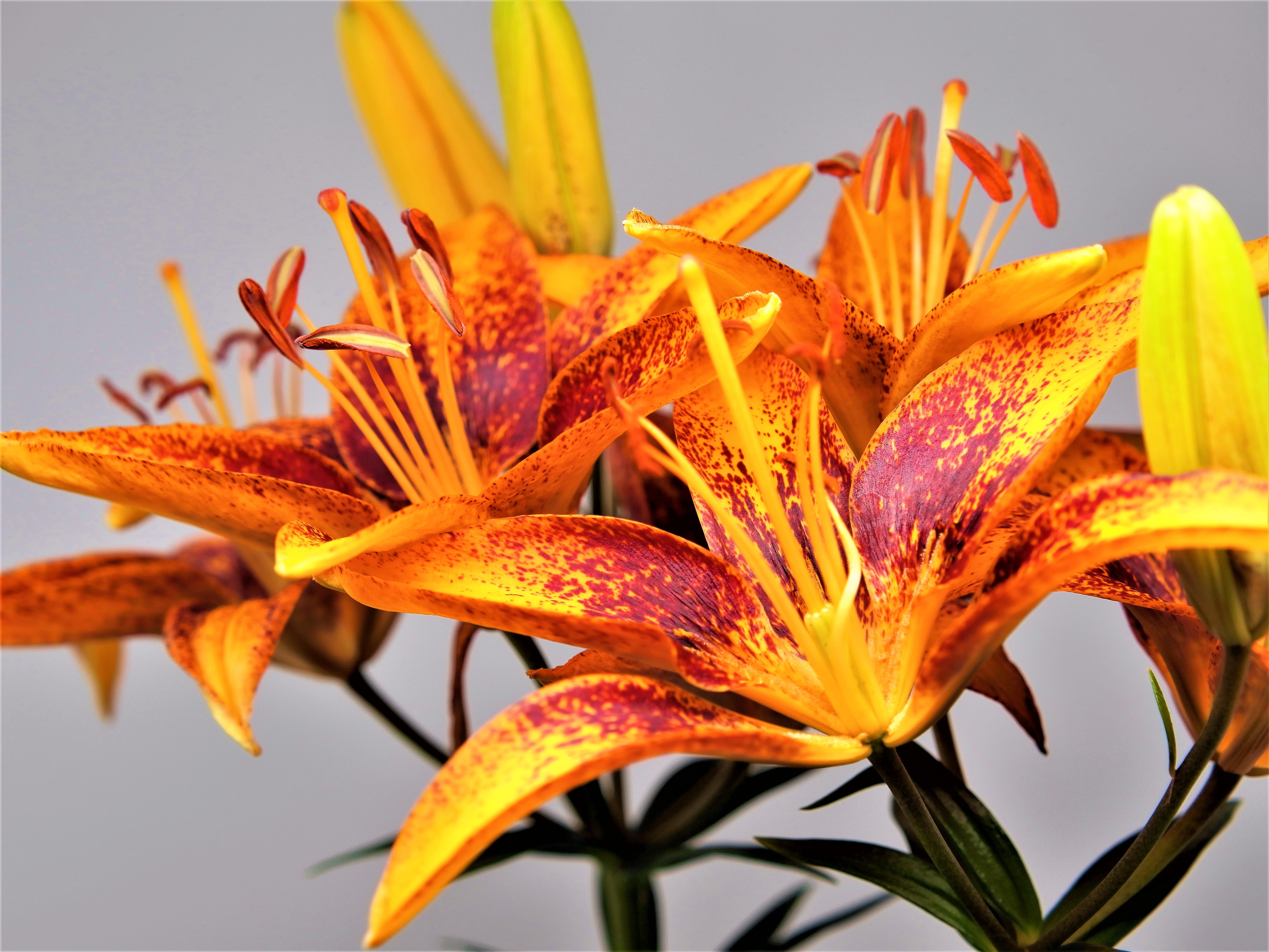 Better Homes and Gardens Outdoor Live Plant Asiatic Lily Bi-Color Orange, Pink, Purple, Red, Yellow 2.5QT, Sun