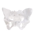 thumbnail image 2 of Modelo de Pelvis Femenina Modelo de Pélvico de Tamaño Natural para Estudio de Biología de Anatomía Médica, Decoración Zulema Estatua humana de la pelvis femenina, 2 of 5
