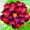 D, variant on Desert Rose, Low Maintenance - Easy Grow - Ideal for Beds Borders, Plant Pots & Planters
