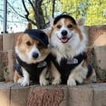 thumbnail image 3 of Dog Clothes Autumn Winter Dog Jacket Teddy Schnauzer Bomei Corgi Pet Black Warm Down Vest Dog Clothes for Small Big Dogs ShopWise Round, 3 of 8