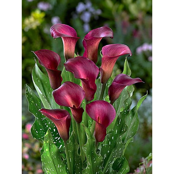 Rocket Calla Lily Bulb - 14/16cm Bulb - Bold Maroon